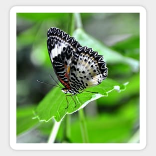 Black and White Butterfly Sticker